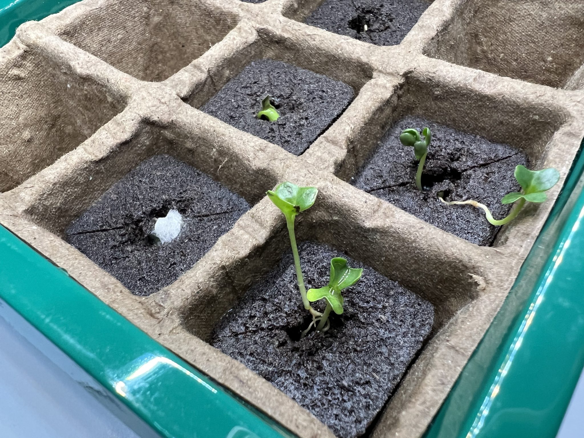 Why Are My Plants Turning Moldy? [Explained] LightlyBloom