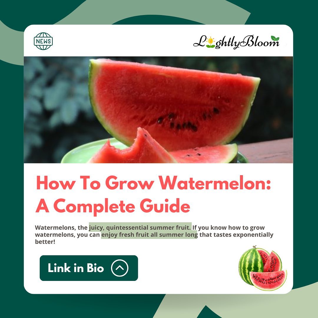How To Grow Winter Melon: A Complete Guide – LightlyBloom