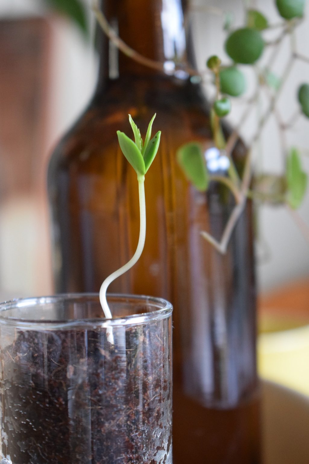 Why Are My Seedlings Falling Over? [Leggy Seedlings] LightlyBloom